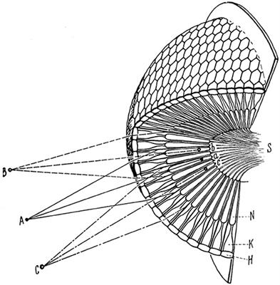 3D-Printed Facet Optics: Novel Adjustable Technical Optics Inspired by Compound Eyes